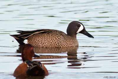 Blue-winged Teal