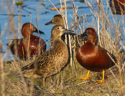 Cinnamon Teal