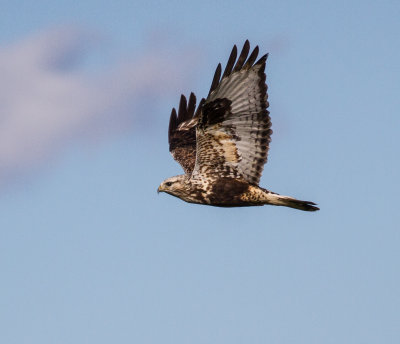 Rough-legged Hawk -  flight
