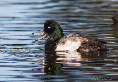Greater Scaup