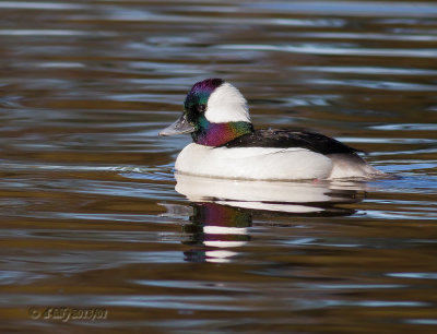 Bufflehead