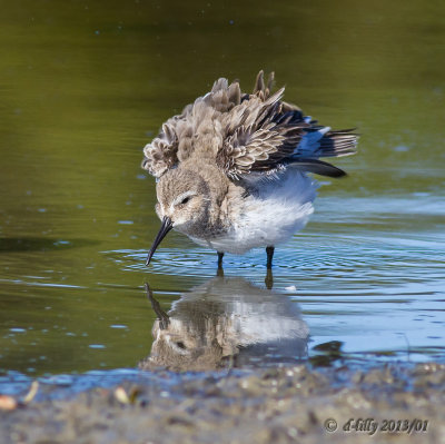 Dunlin