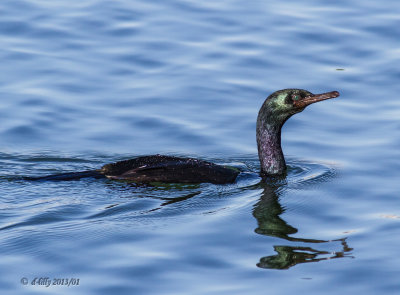 Pelagic Cormorant
