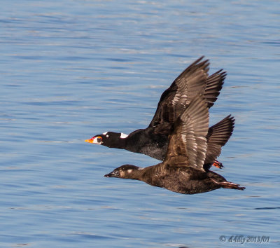 Surf Scoter