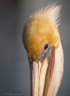Brown Pelican portrait
