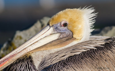 Brown Pelican