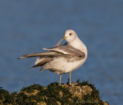 Mew Gull preening