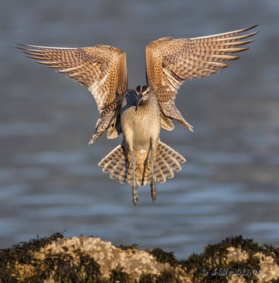 Whimbrel