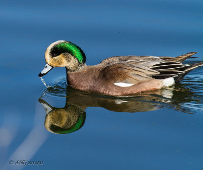 American Wigeon
