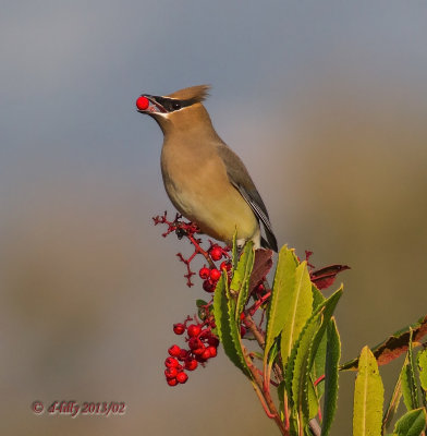 'berry lover'