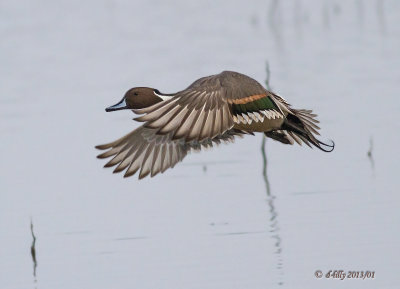 Northern Pintail - flight