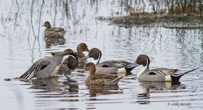 Northern Pintails