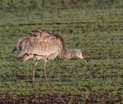 Sandhill Crane