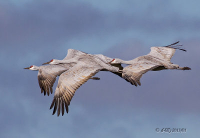 Sandhill Cranes