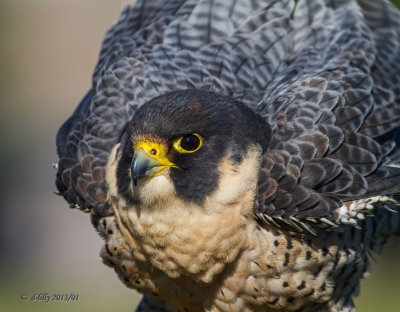 Peregrine Falcon - portrait