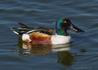 Northern Shoveler