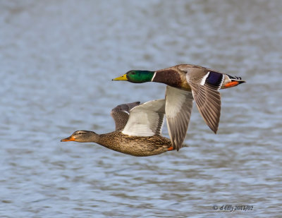 Mallard