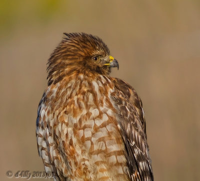 Red-shouldered Hawk - portrait