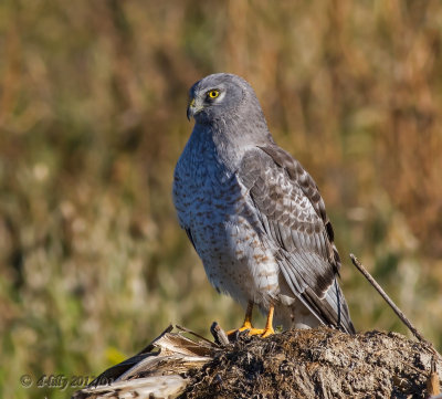 Northern Harrier - gray ghost