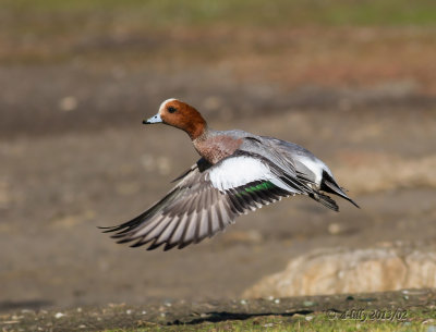 'flying wigeon'