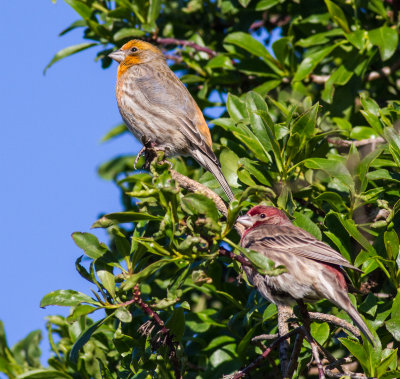 House Finch