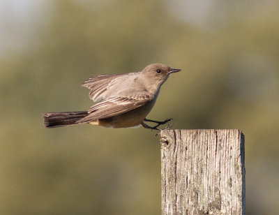 Say's Phoebe