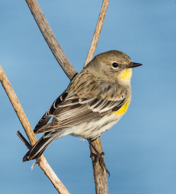Yellow-rumped Warbler