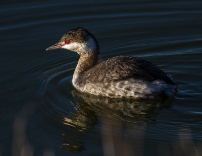 Horned Grebe