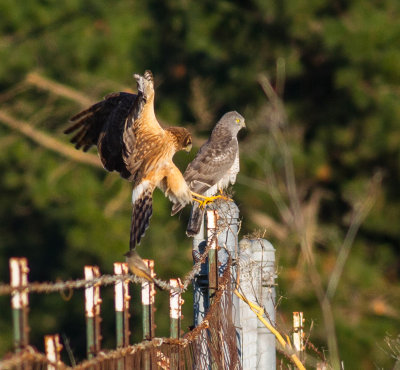 Northern Harrier - pair