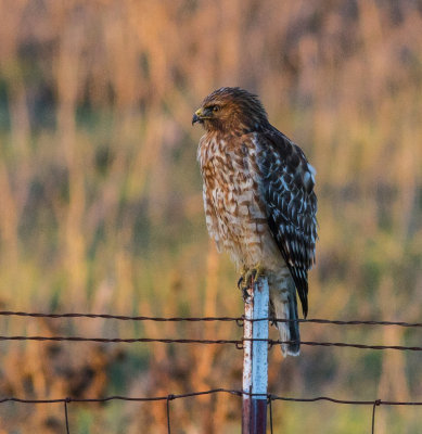 Red-shouldered Hawk