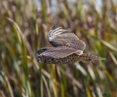 Long-eared Owl