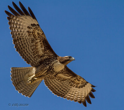Red-tailed Hawk