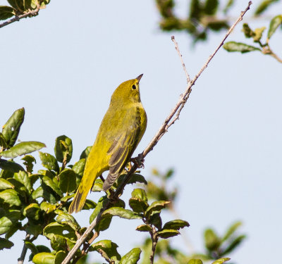 Orange-crowned Warbler