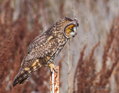 Long-eared Owl