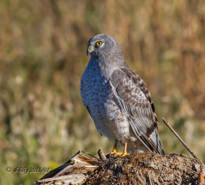 Northern Harrier - male