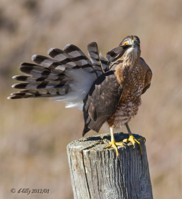 Cooper's Hawk