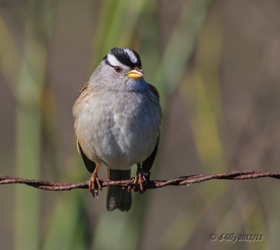 White-crowned Sparrow