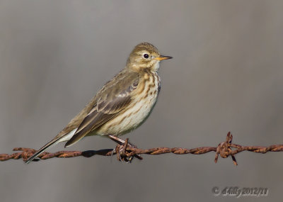 American Pipit