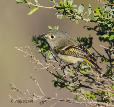 Ruby -crowned Kinglet - female