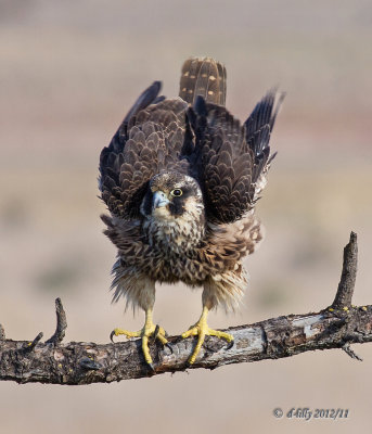 'bottoms up'