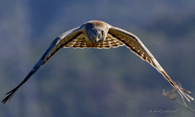 'eye to eye'