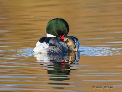 'golden pond'