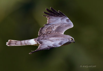'fly by'