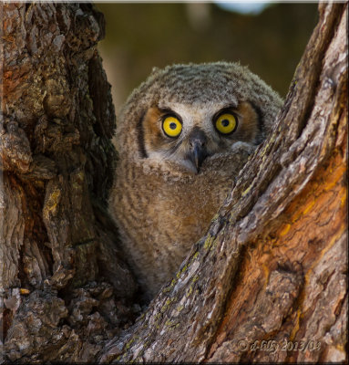 'eye level'