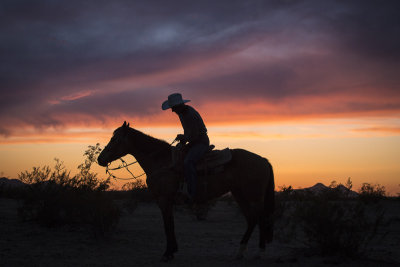 Horses & Cowboys