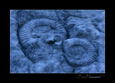 Dalle aux Ammonites