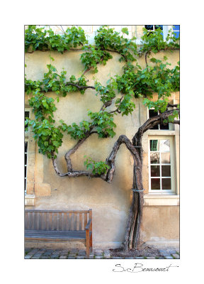 Les plus vieilles vignes du monde