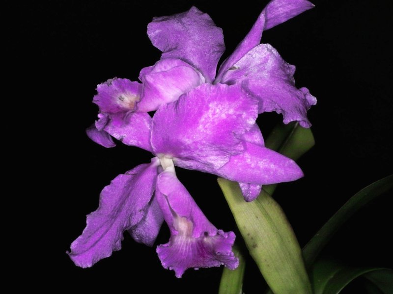 ORSV in Cattleya deckeri