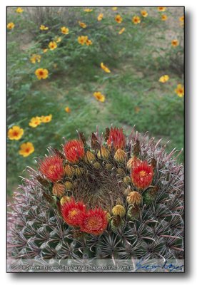 Barrel Cactus  (Ferocactus Wislizenii) with Summer Poppy