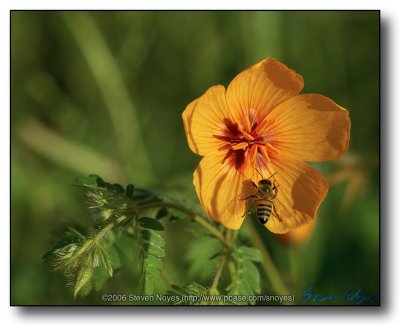 Bee on a Poppy (Kallstroemia Grandiflora)